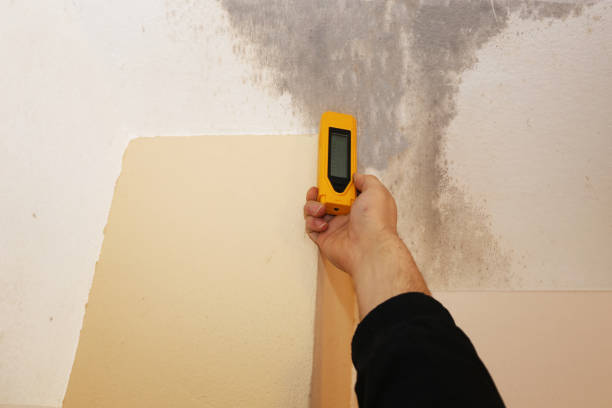 Best Commercial Mold Inspection  in Oquawka, IL