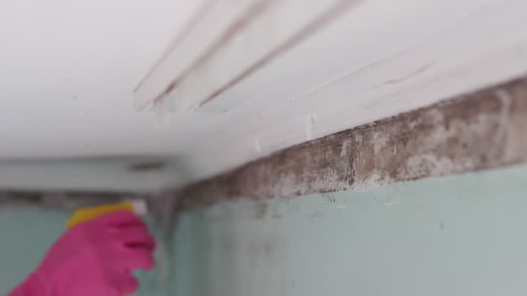 Best Attic Mold Removal  in Oquawka, IL